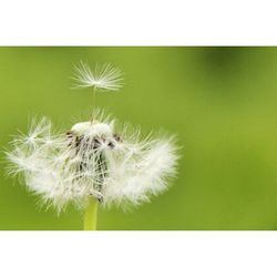 Close-up of white dandelion