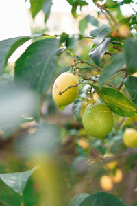 Close-up of fruit growing on tree