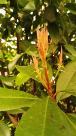 Close-up of fresh green plant