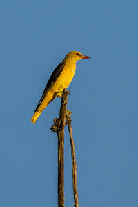 Low angle view of bird perching on wooden post against clear sky