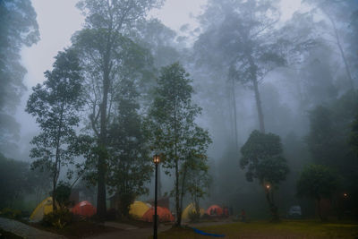 Trees against sky during foggy weather