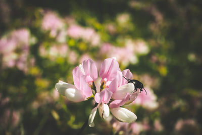 Close-up of pink flowers blooming outdoors