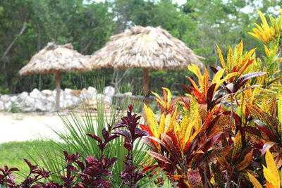 Close-up of plants against trees