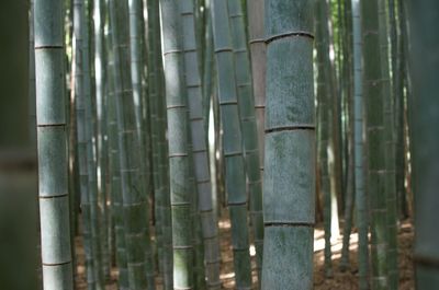 Close-up of bamboo trees in the forest