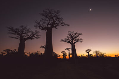 Low angle view of silhouette trees against sky during sunset