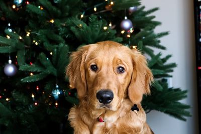 Close-up portrait of golden retriever against christmas tree