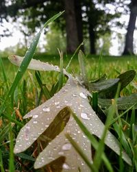 Close-up of wet grass