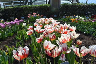 Close-up of pink tulips blooming in field