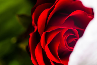 Close-up of red rose