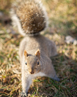 Close-up of squirrel on field