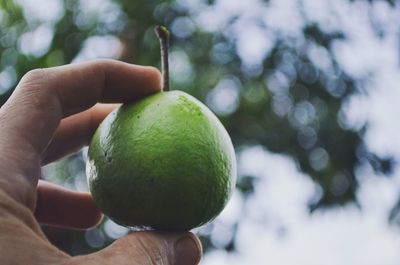 Close-up of hand holding apple