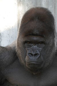 Portrait of mature man in zoo