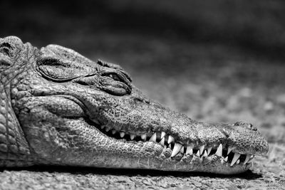 Close-up of alligator