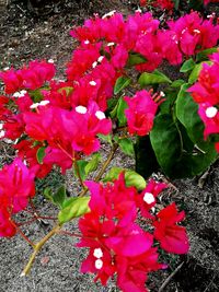 Close-up of flowers blooming outdoors