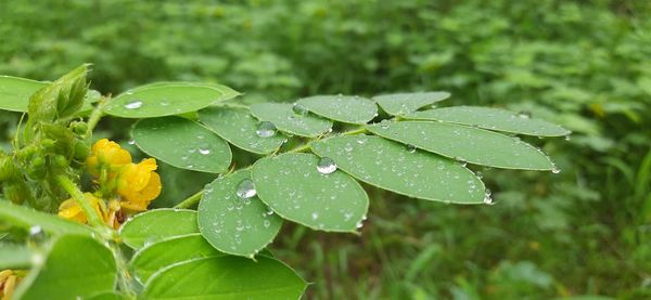 Close-up of wet plant leaves