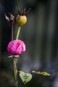 Close-up of pink flower blooming outdoors