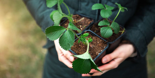 Cropped hand holding plant