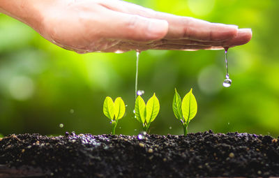 Cropped hand of person planting saplings in soil