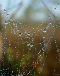 Close-up of wet spider web