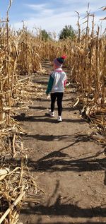 Corn maze walk