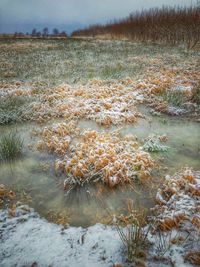 Plants growing on land