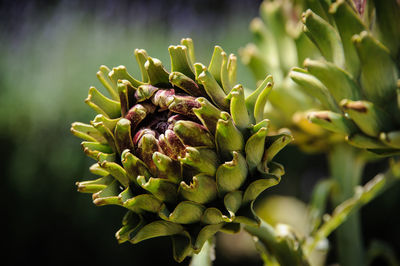 Close-up of flowering plant