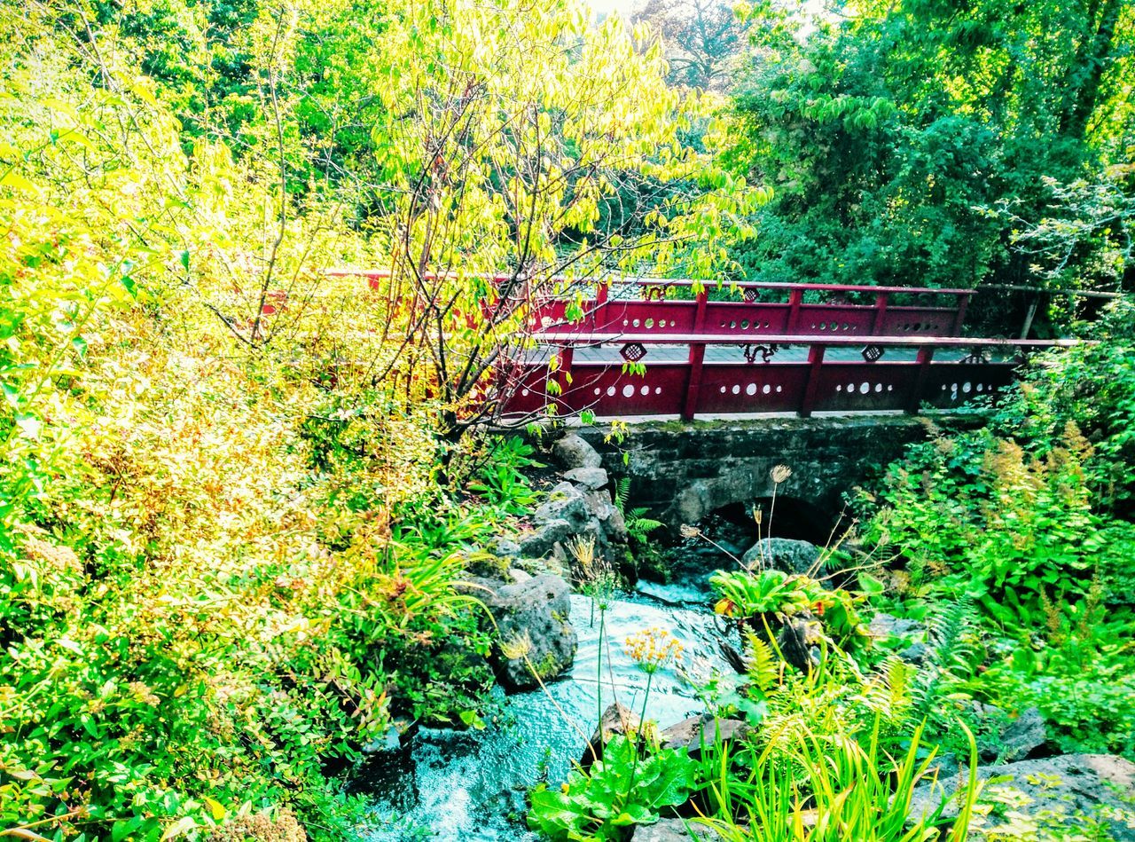 tree, growth, green color, forest, plant, lush foliage, built structure, architecture, nature, tranquility, bridge - man made structure, beauty in nature, connection, day, footbridge, outdoors, tranquil scene, green, house, no people