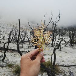Close-up of hand holding bare tree against river