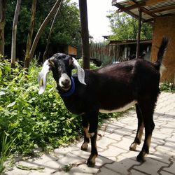 Portrait of black dog standing against trees