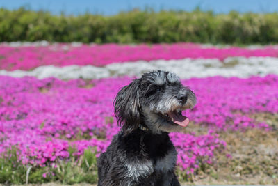 Close-up of purple flowers on field