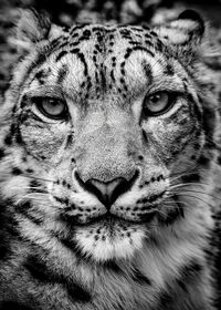 Close-up portrait of a snoe leopard face to face