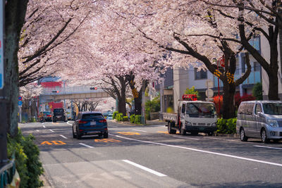 View of cherry blossom in city street