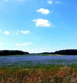 Scenic view of field against sky