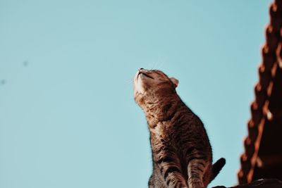 Low angle view of a cat against clear sky