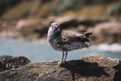 Close-up of sparrow perching on rock