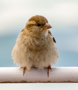 Close-up of bird perching on railing against sky