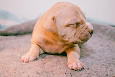 Pitbull puppy,