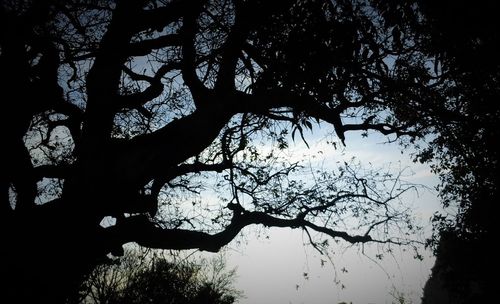 Low angle view of bare trees against sky