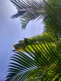 Low angle view of palm tree against sky