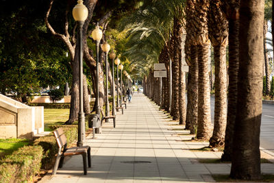 Promenade full of trees in almeria, spain