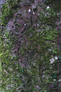 Full frame shot of tree trunk