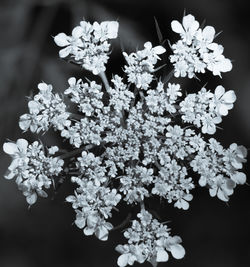 Close-up of fresh white flowers blooming on tree