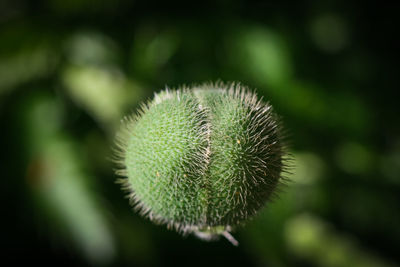 Close-up of cactus plant