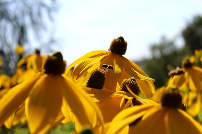 Close-up of yellow flowering plant against sky