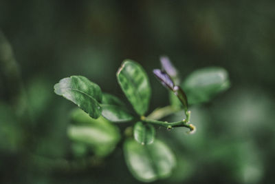 Close-up of flowering plant