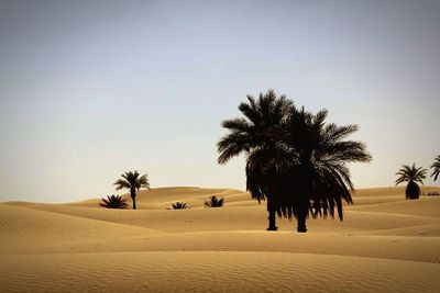 Palm trees against clear sky