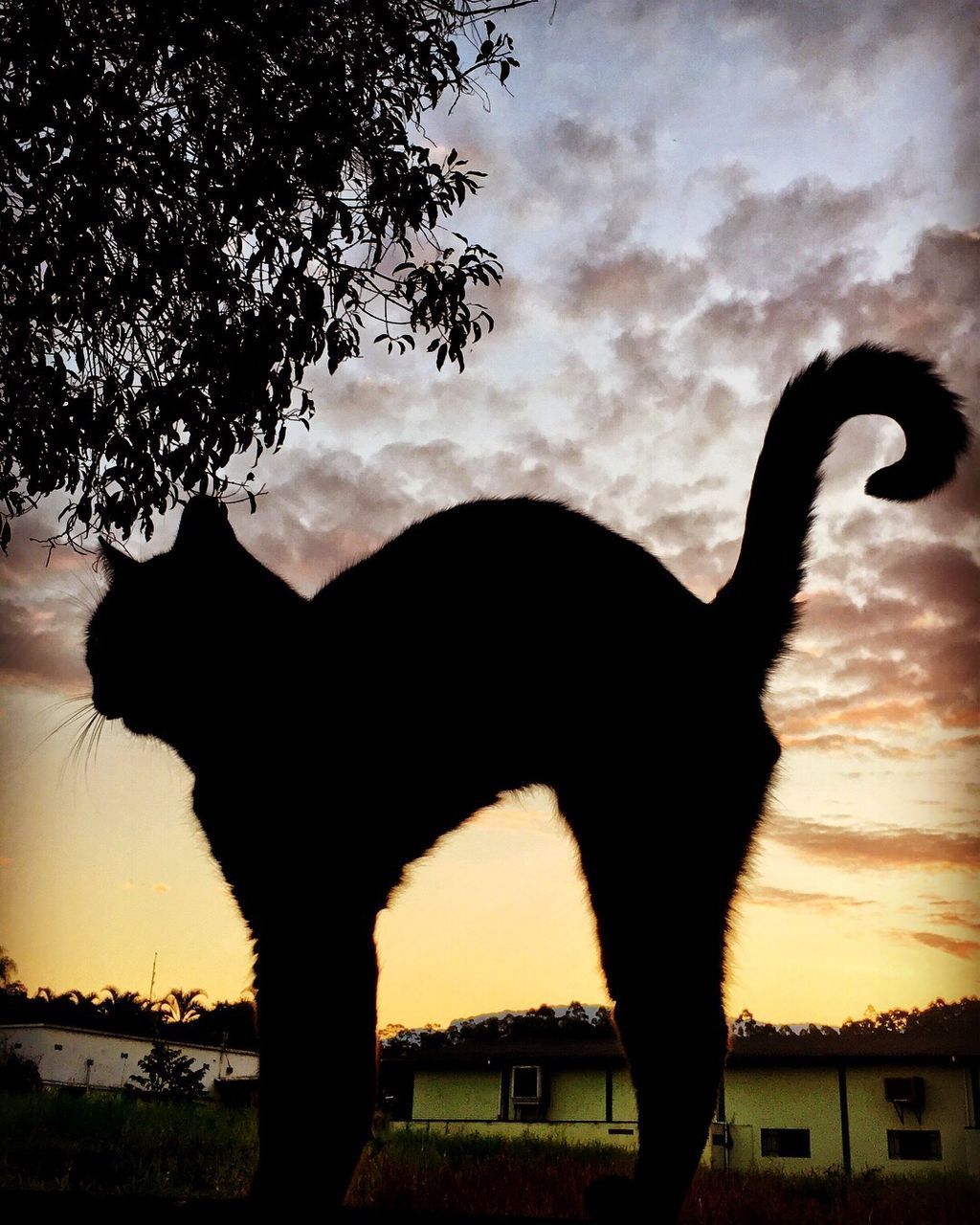 SILHOUETTE HORSE AGAINST SKY AT SUNSET