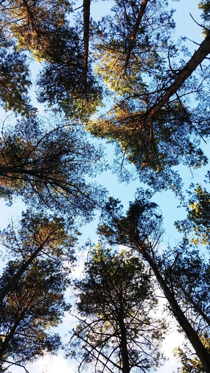 tree, low angle view, sky, nature, no people, growth, day, outdoors, backgrounds, tranquility, beauty in nature, scenics, close-up