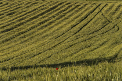 Scenic view of agricultural field