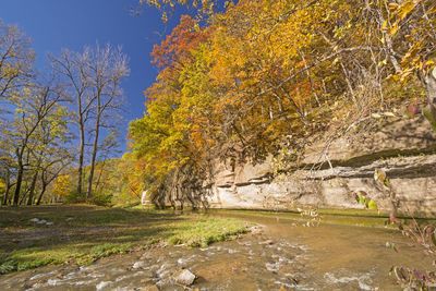 Trees growing in forest during autumn